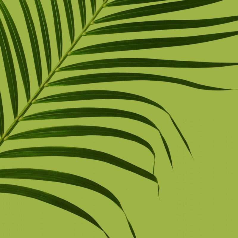Cire de palme