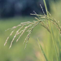 cera arroz naturcera