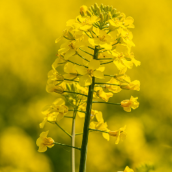 cera colza naturcera